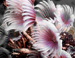 These Social Feather Dusters made their home on the side ... by Steven Anderson 
